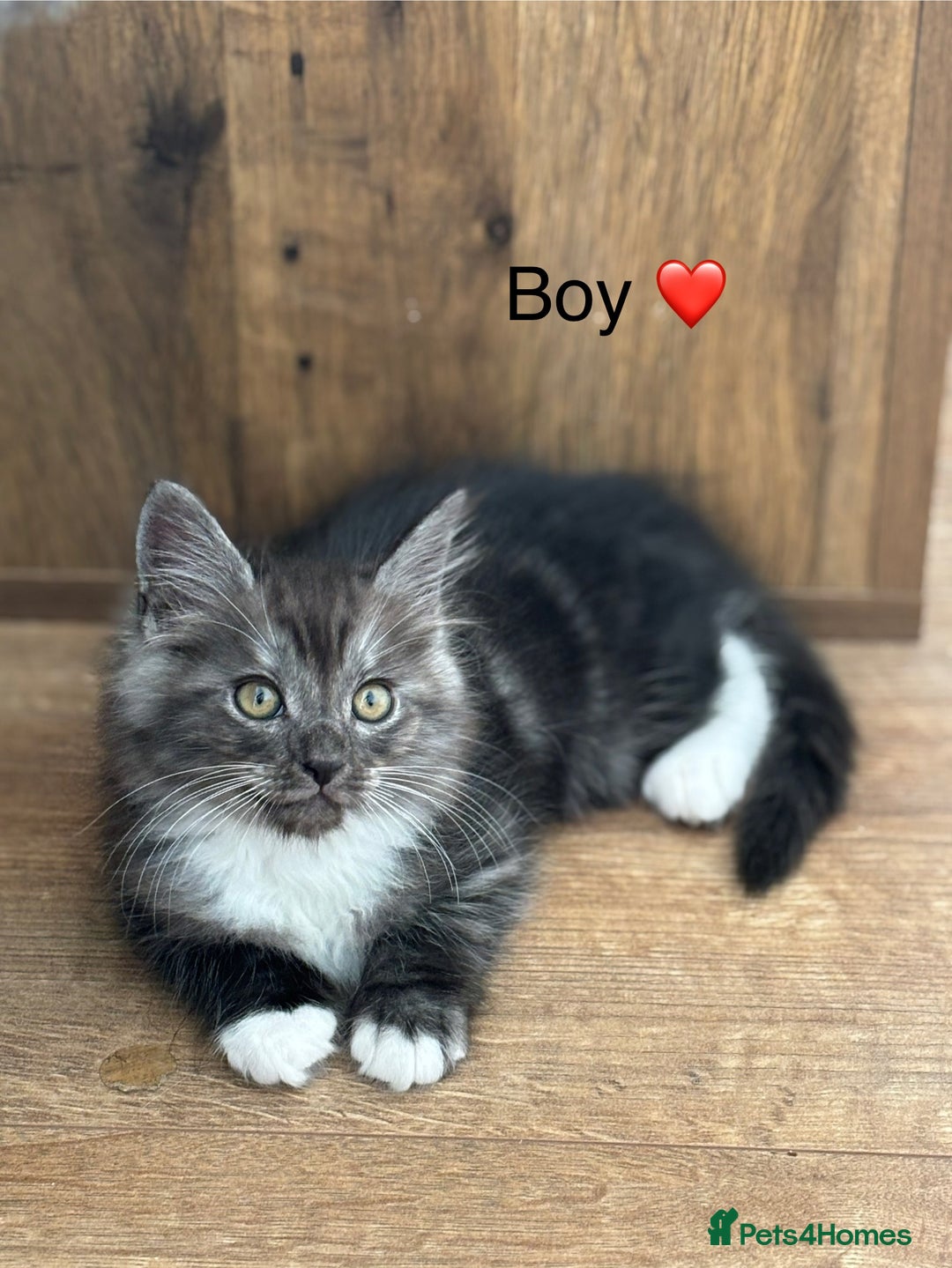 Mixed Breed cats for sale: Mainecoon Cross Kittens - Image 3