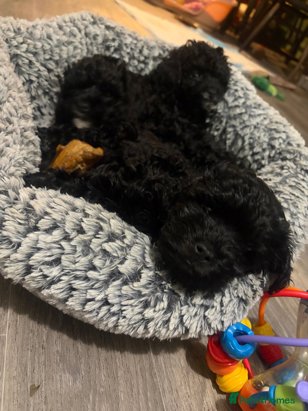 Lhasapoo dogs for sale: Three lhasapoo pups 2 girls & 1 boy  - Advert 15