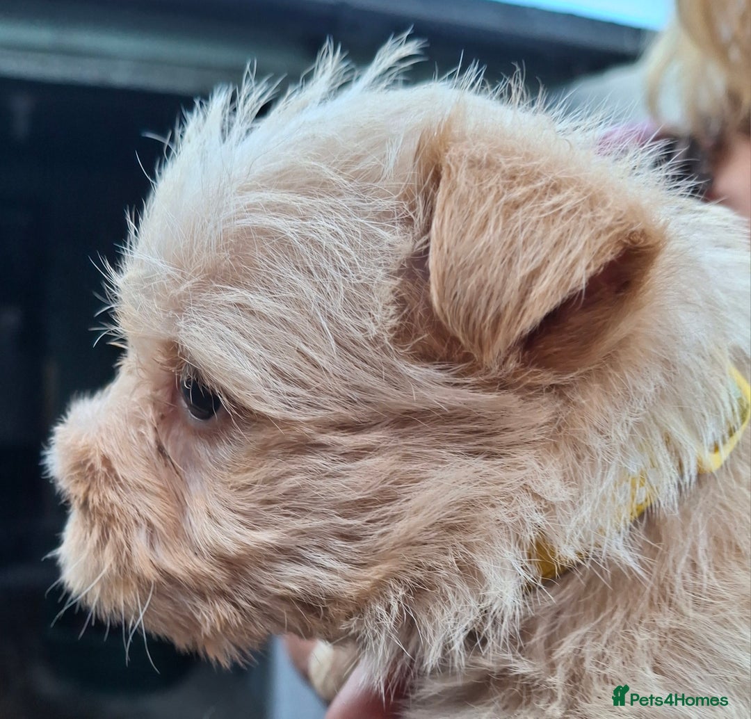 Cairn Terrier dogs for sale: Cracking litter of Cairn terriers - Image 11