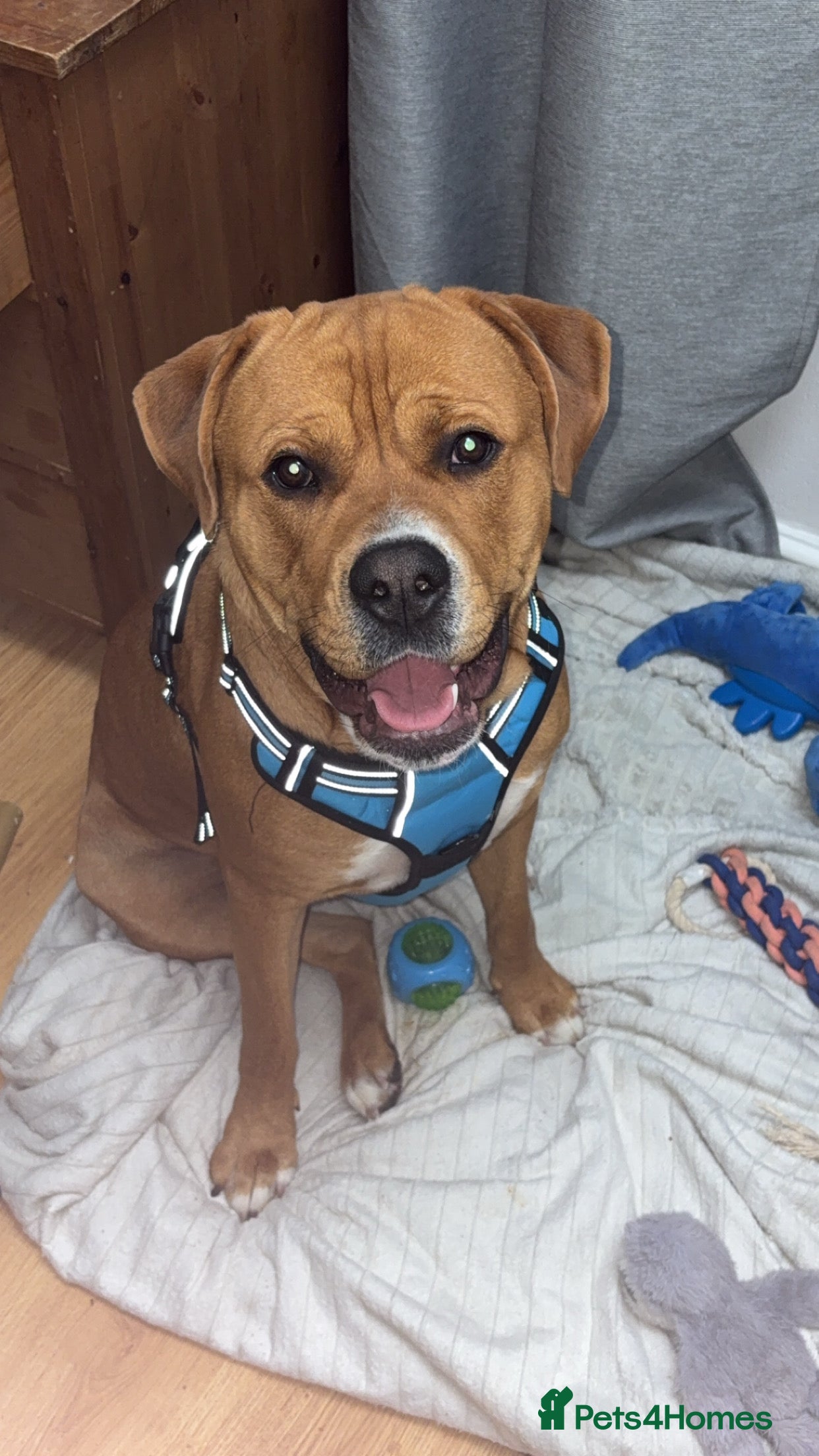 American Bulldog dogs American bulldog cross Rottweiler  - Advert 1