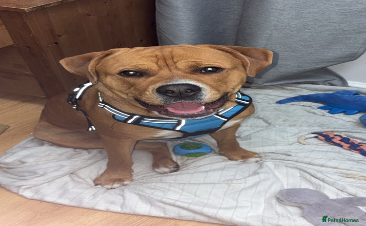 American Bulldog dogs American bulldog cross Rottweiler  - Advert 1