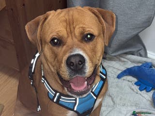 American Bulldog dogs American bulldog cross Rottweiler - Advert 2