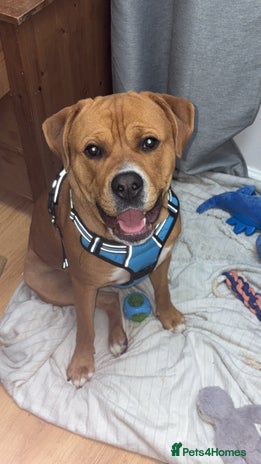 American Bulldog dogs American bulldog cross Rottweiler - Advert 1