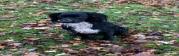 Cocker Spaniel dogs for stud: For Stud - working cocker spaniel  - Advert 1