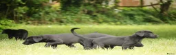 Labrador Retriever dogs for sale: Working KC Black Labrador Pups - Advert 4