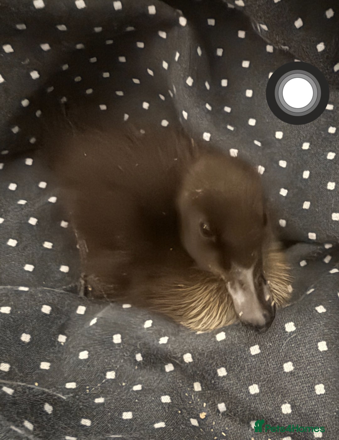 Ducks poultry for sale: Cayuga ducklings  in Barnsley - Image 2