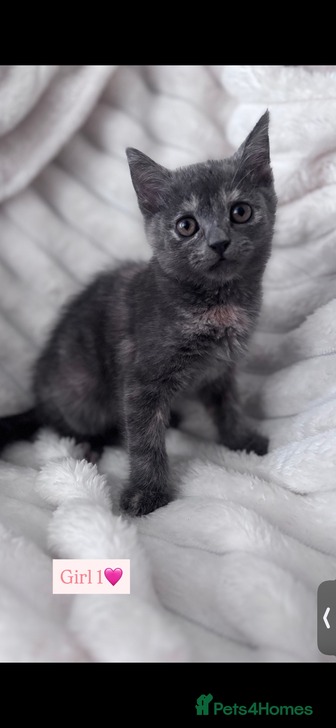 Mixed Breed cats for sale: Playful, loving kittens ready for forever home  - Advert 6