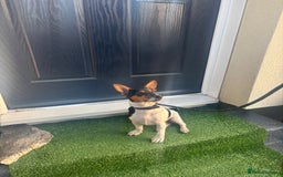Jack Russell dogs for sale: Echo is looking for a new home  - Image 1