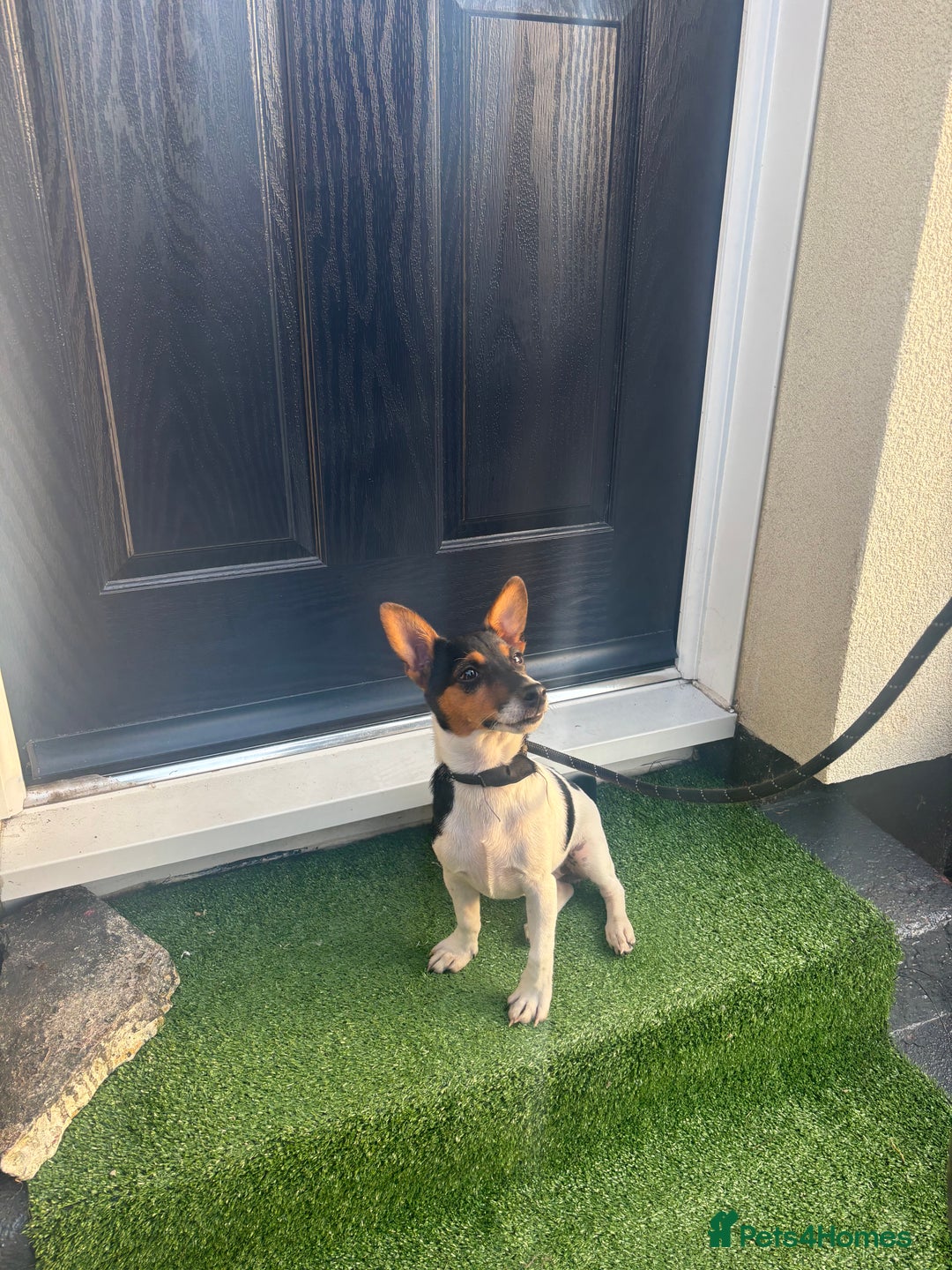Jack Russell dogs for sale: Echo is looking for a new home  - Image 1
