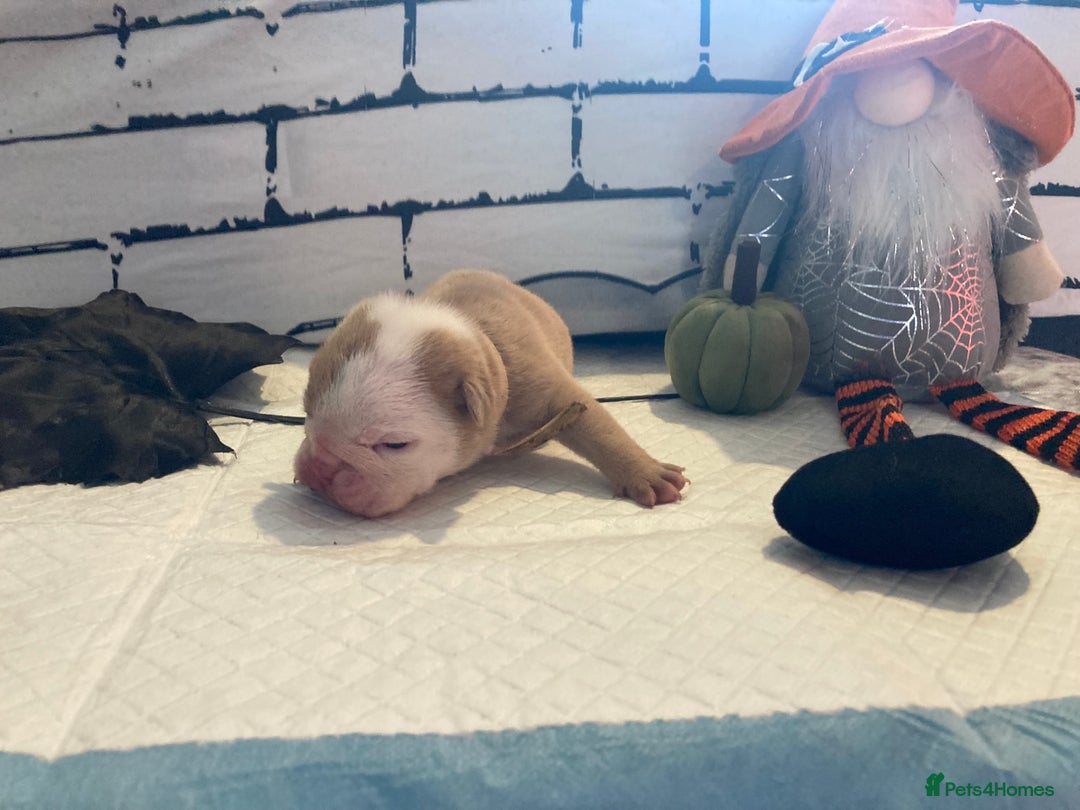 English Bulldog dogs for sale: Litter of 8  - Image 28