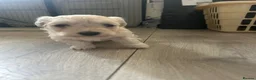 Maltese dogs for sale: Adorable Maltese puppies, ready now - Advert 3