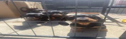 Miniature Dachshund dogs for sale: 4 black & tan miniature dachshund puppies. - Advert 5
