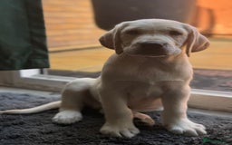 Labrador Retriever dogs for sale: 3 LEFT KC SHOW TYPE LABRADORS - Image 4