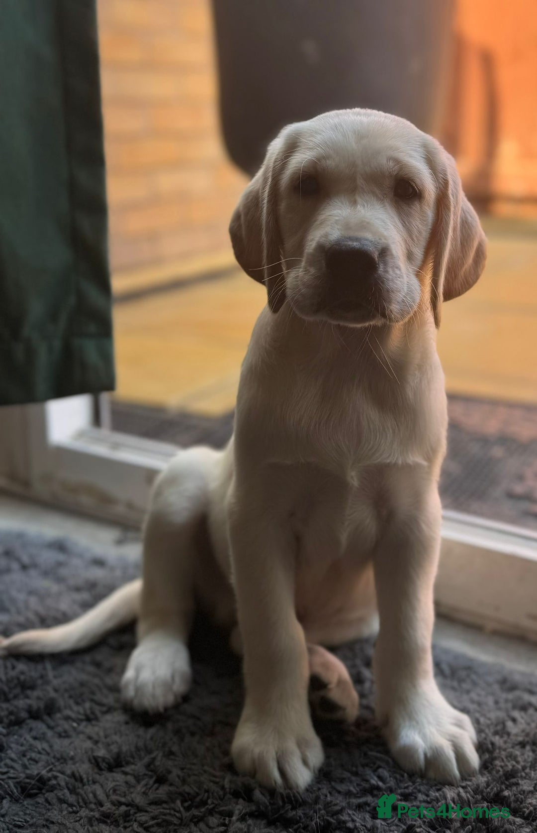 Labrador Retriever dogs for sale: 3 LEFT KC SHOW TYPE LABRADORS - Image 4
