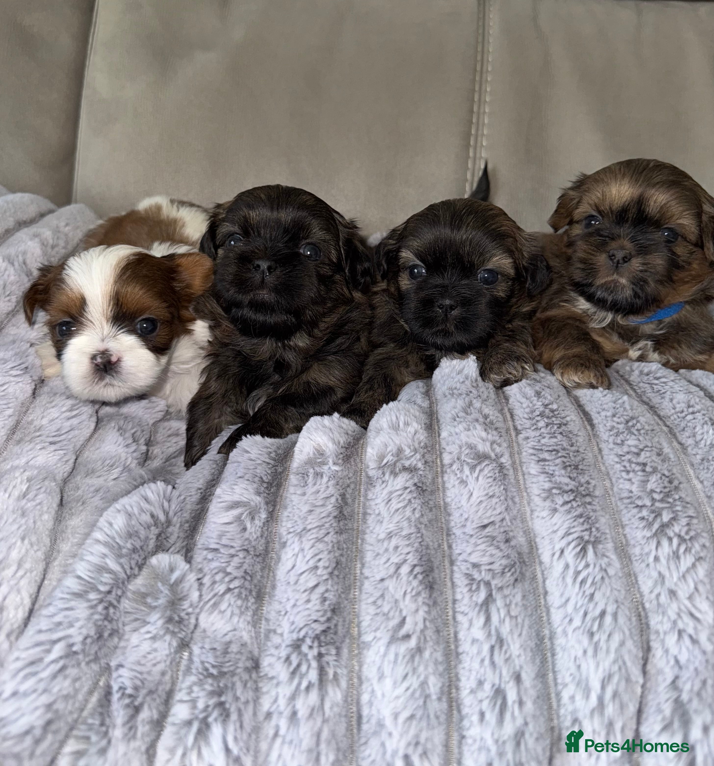 Shih Tzu dogs Adorable Shih Tzu Puppies For Loving Homes. - Advert 14