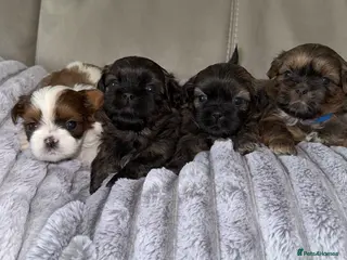 Shih Tzu dogs Adorable Shih Tzu Puppies For Loving Homes. - Advert 14