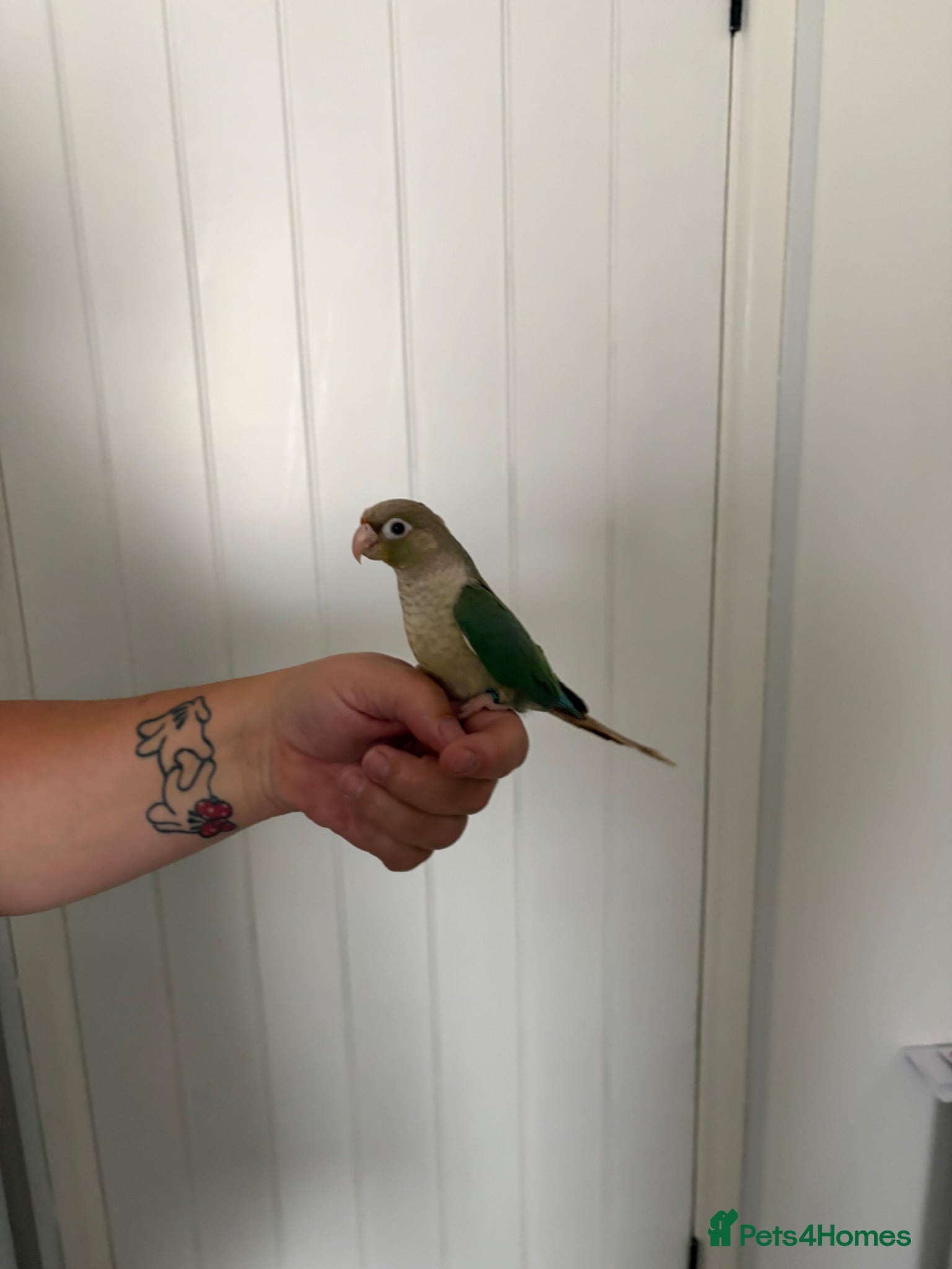 Conures birds Hand reared conure  - Advert 1