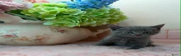 Scottish Fold cats for sale: Stunning Scottish fold & Selkirk Rex kitten  - Advert 15