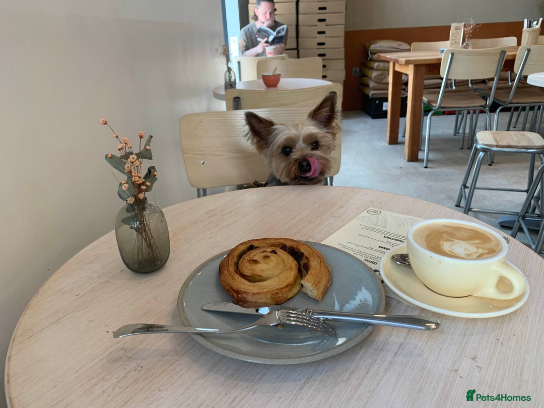 Yorkshire Terrier dogs for stud: Stud Dog Available: Handsome Yorkshire Terrier in London - Image 6