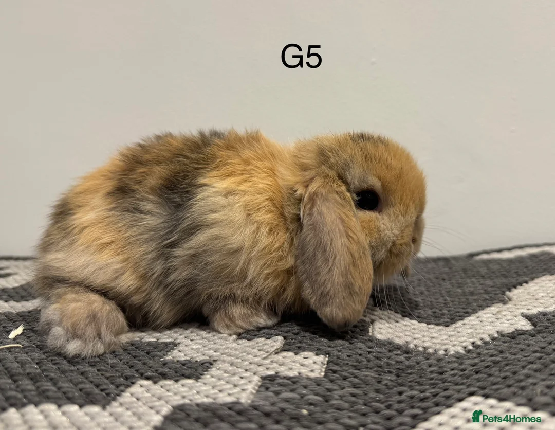Mini Lop rabbits for sale: Pure bred Mini lops  in Bungay - Advert 18
