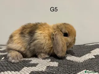 Mini Lop rabbits Pure bred Mini lops - Advert 17
