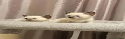 Siamese cats for sale: Fluffy Siamese x Ragdoll Kittens – Blue Eyes - Advert 12
