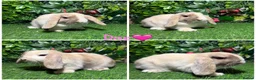 Mini Lop rabbits for sale: Pure breed mini lop male and female  - Advert 4