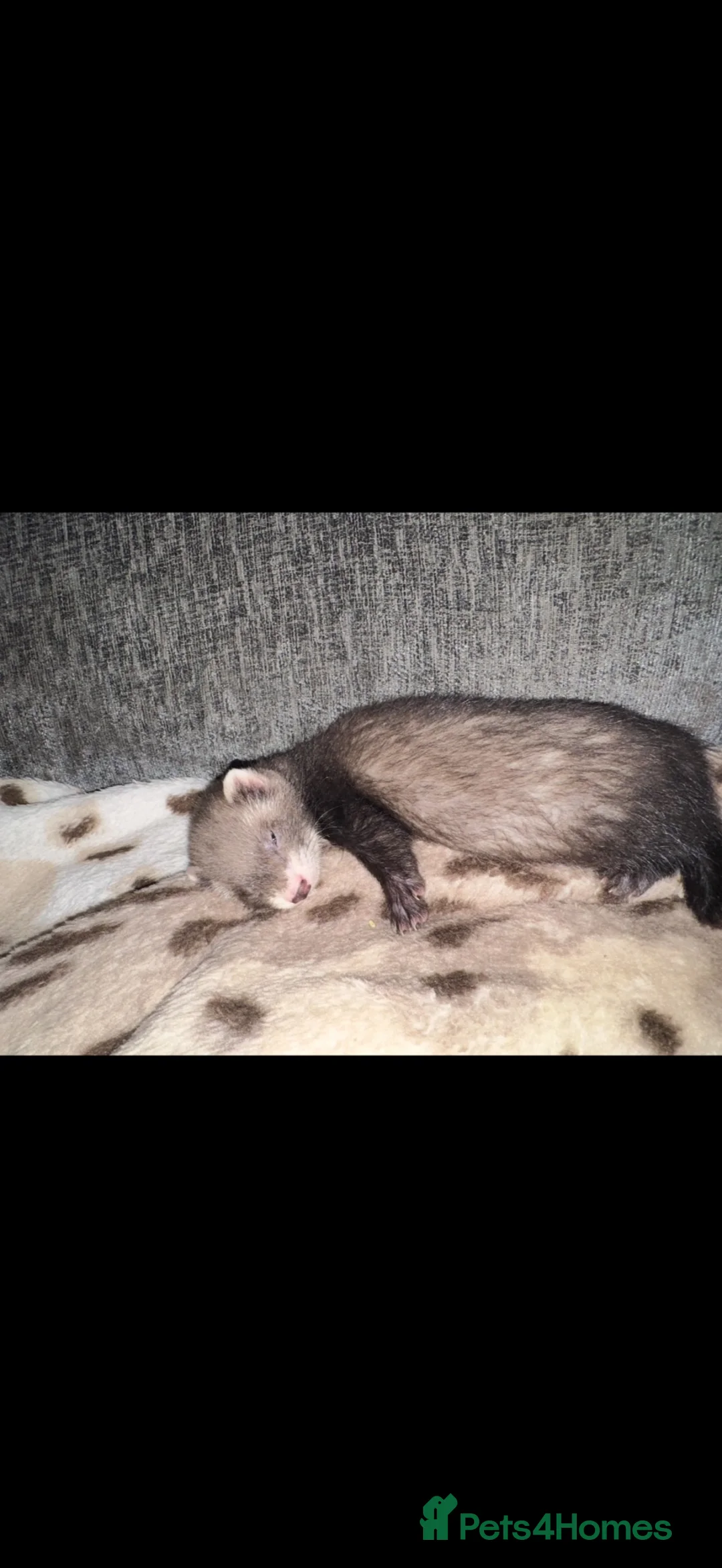 Ferret rodents for sale: Ferret in Bristol - Advert 1