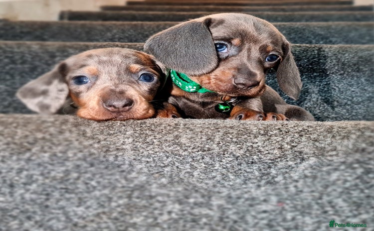 Miniature Dachshund dogs - Advert 2