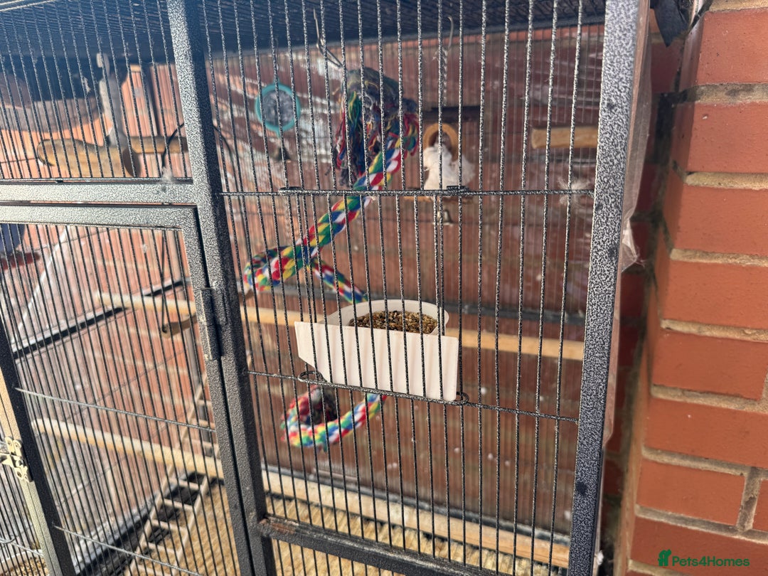 Budgerigars birds for sale: Budgie - Image 6