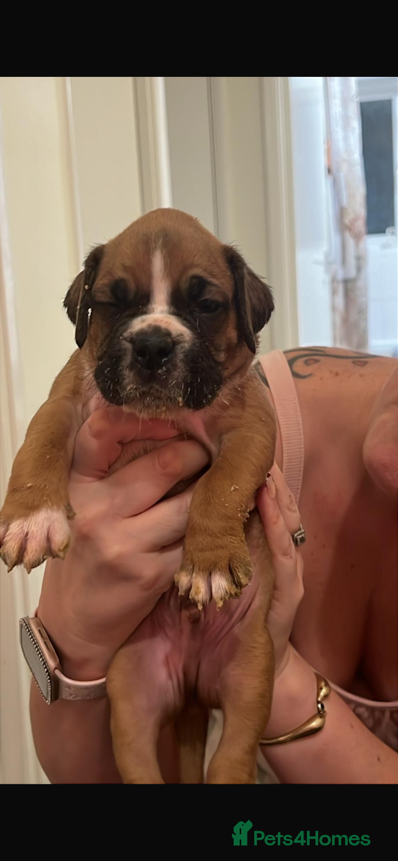 Boxer dogs Health tested amazing puppies  - Advert 1