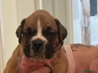 Boxer dogs Health tested amazing puppies - Advert 2