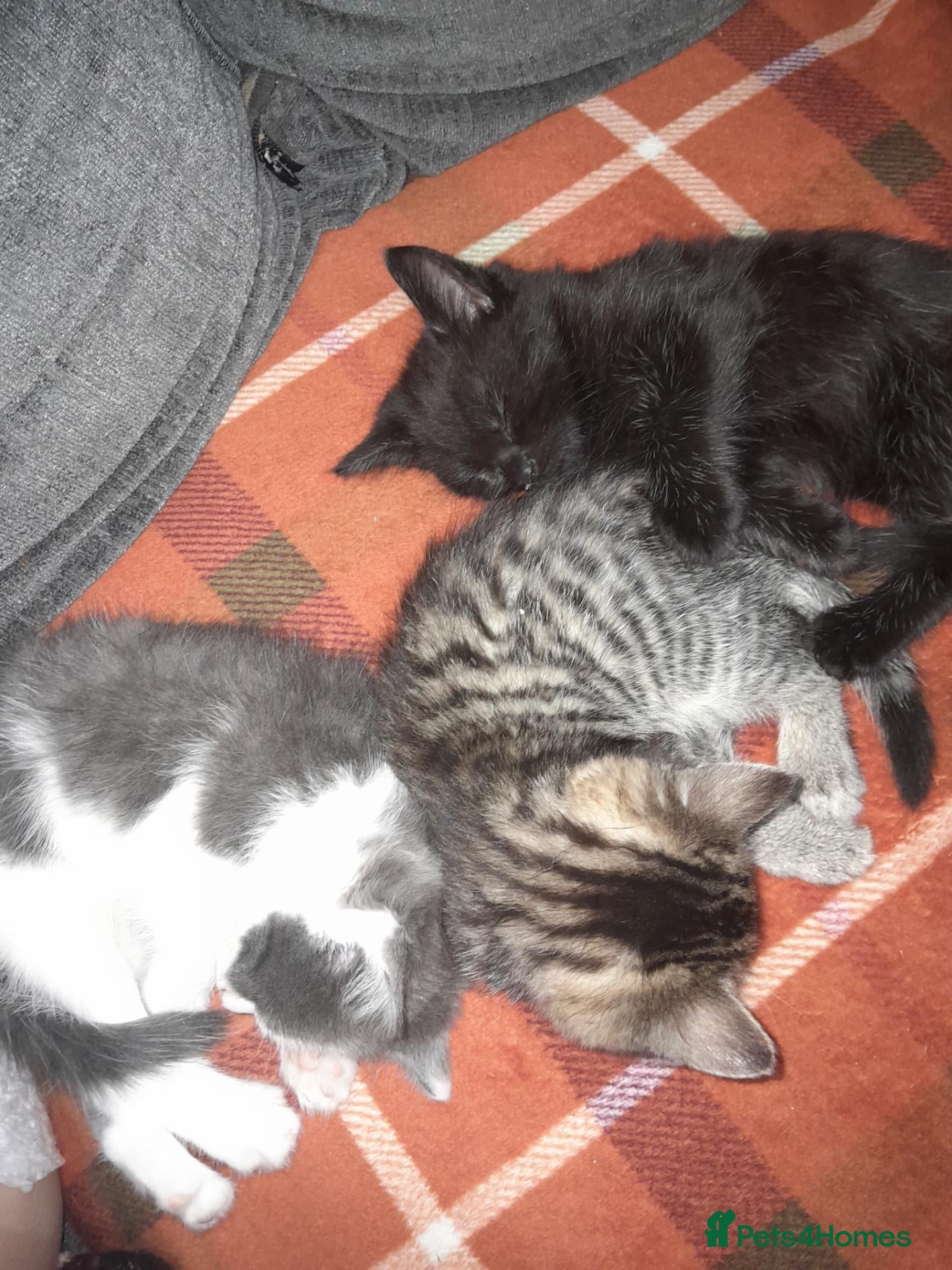 Mixed Breed cats Beautiful kittens - Advert 1