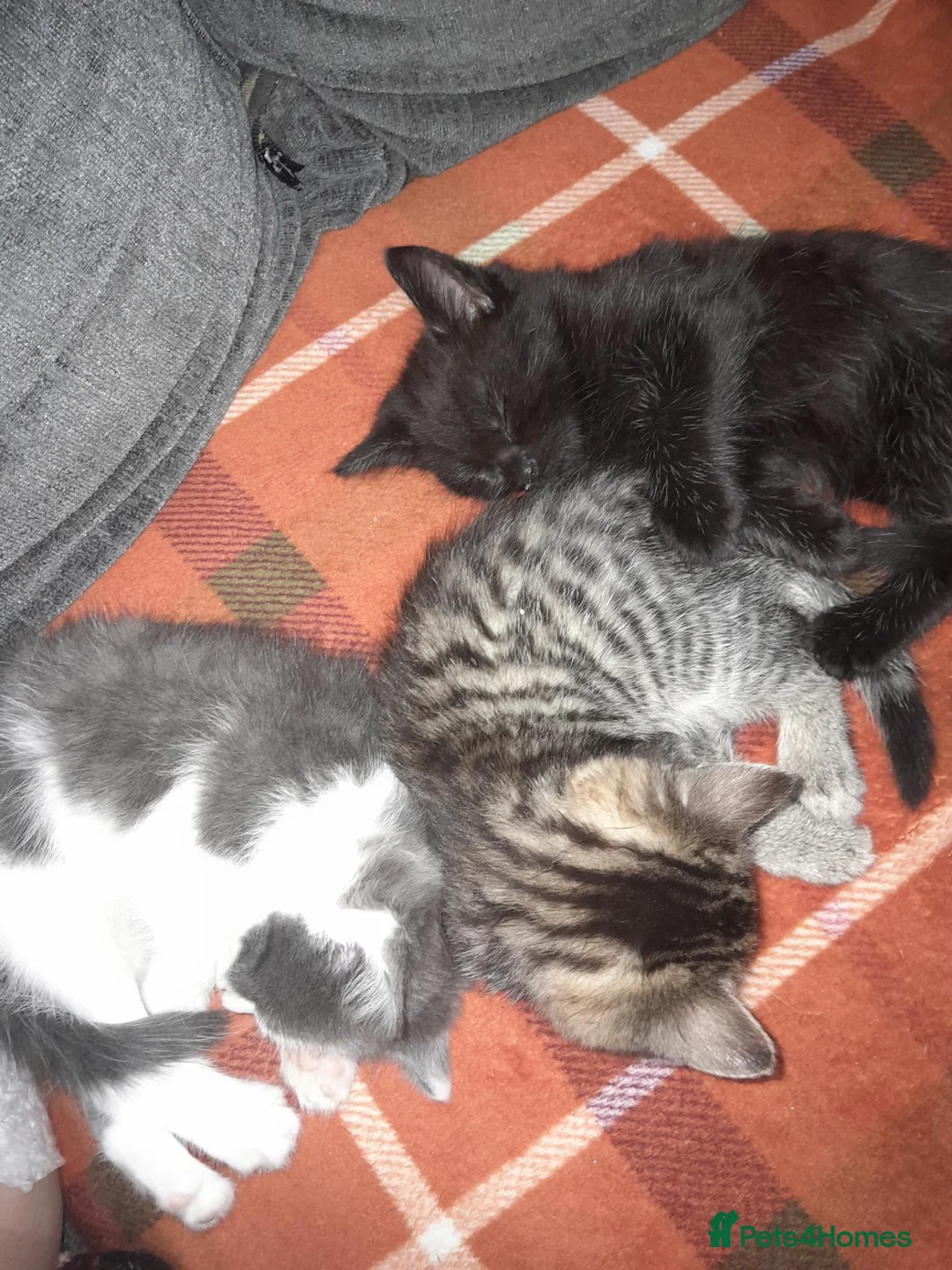 Mixed Breed cats for sale: Beautiful kittens - Advert 1