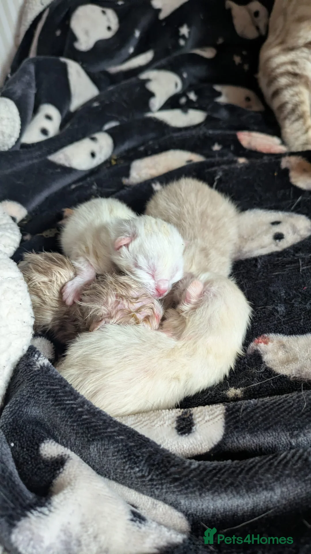 Mixed Breed cats for sale: Bengal cross ragdoll kittens  - Advert 7