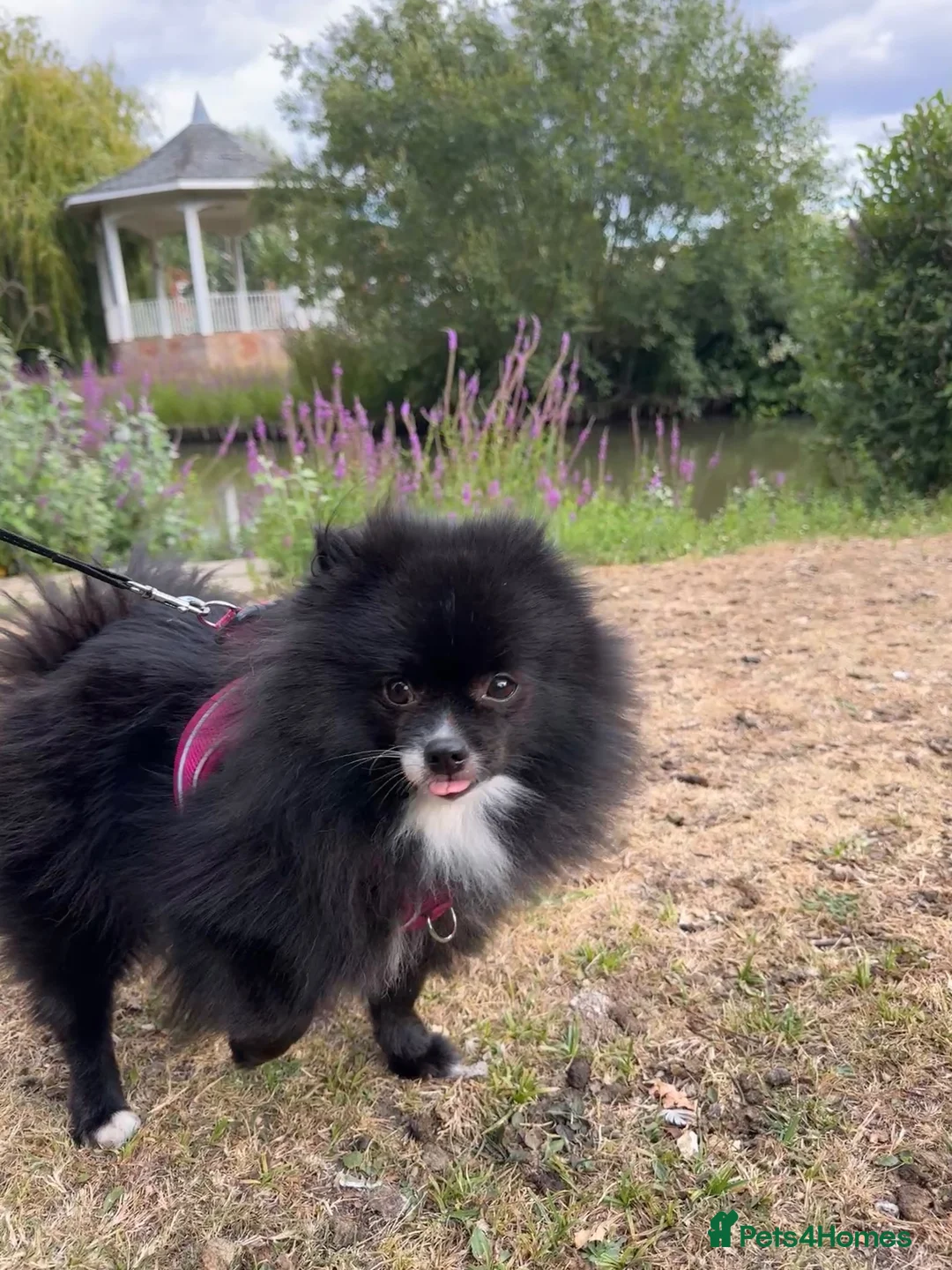Pomeranian dogs for sale: Two year old Pomeranian in need of a new home - Advert 2