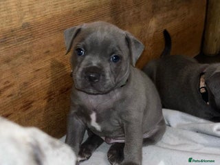 Staffordshire Bull Terrier dogs Beautiful blue staffordshire bull terrier puppies - Advert 2