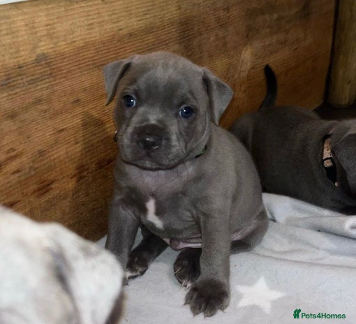 Staffordshire Bull Terrier dogs Beautiful blue staffordshire bull terrier puppies - Advert 1
