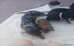 Dachshund dogs for sale: Chocolate male dachshund puppy  - Image 5