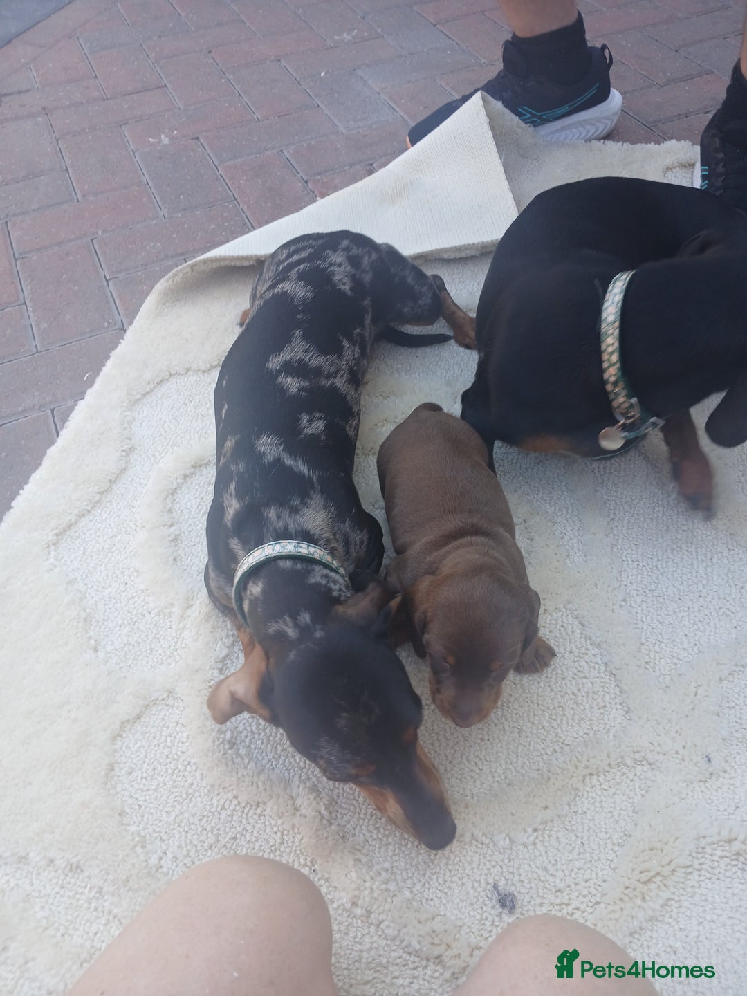 Dachshund dogs for sale: Chocolate male dachshund puppy  - Image 5