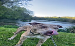 Mixed Breed dogs for sale: 1 year and 10 month old staffy mix male - Image 6