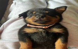 Rottweiler dogs for sale: Beautiful Rottweiler pups  - Image 34