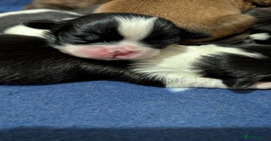 Shih Tzu dogs - Advert 9