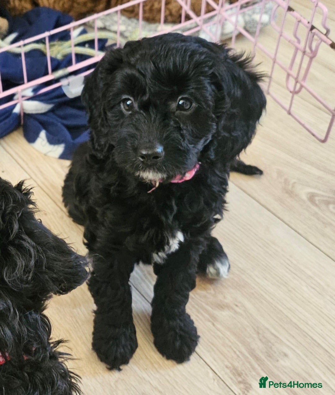 Cavapoo dogs Striking, elegant black girl left  - Advert 2