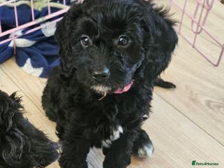 Cavapoo dogs Striking, elegant black girl left - Advert 2