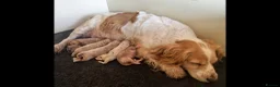 Cockapoo dogs for sale: HEALTH TESTED RED AND GOLD COCKAPOOS - Advert 9