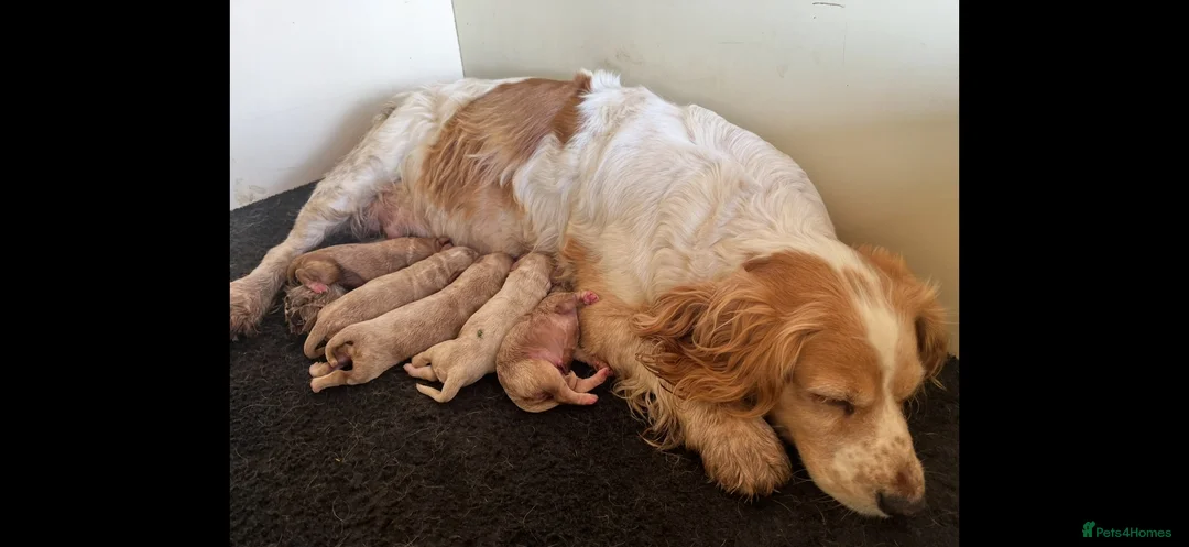 Cockapoo dogs for sale: HEALTH TESTED RED AND GOLD COCKAPOOS - Advert 9