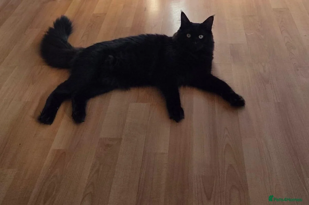 Mixed Breed cats for sale: Maincoon cross kittens 2 females. in Eastleigh - Advert 1