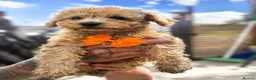 Toy Poodle dogs for sale: Beautiful Toy Poodle Puppies❤️🐾🐩 - Advert 27