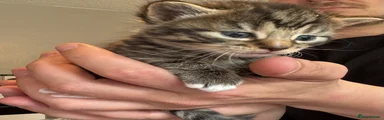 Tabby male 